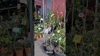 Dandenong Market small plants Nursery [upl. by Ellsworth]