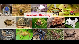 Arachnid Diversity 362 species in 5 minutes [upl. by Gallagher]