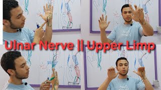 Ulnar Nerve CourseInjury  Upper Limp [upl. by Nilad6]