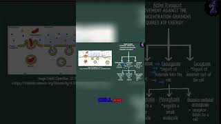 Endocytosis vs Exocytosis Understanding Cell Transport [upl. by Lyons]