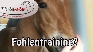 Fohlentraining Kinderarbeit bei Pferden [upl. by Yendyc891]