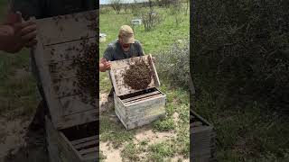 CAZANDO ENJAMBRES DE ABEJAS abejas bee apicultura naturaleza campo [upl. by Blancha476]