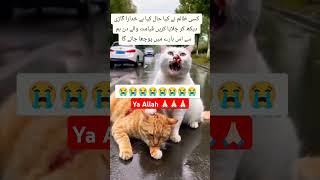 Ya Allah reham 🥺🙏🏻🙏🏻 viralvideo shorts viralvideo cat shortsfeed [upl. by Eidaj]