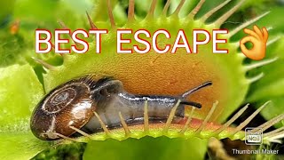 Best escape from my Venus fly traps was a slow snail [upl. by Adnaluoy]