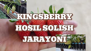 KINGSBERRY QULUPNAY KOCHATLARIMIZ HOSIL SOLISH JARAYONI [upl. by Wurtz]