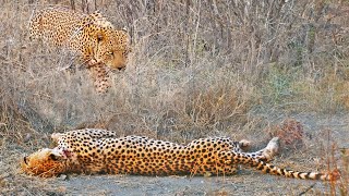 Cheetah with Broken Back Tries Running After Leopard Attack [upl. by Neeluqcaj]