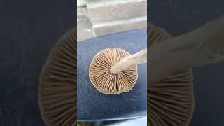 Mushrooms part 2  Is This Type Of Mushroom Edible  🍄 [upl. by Yerbua]