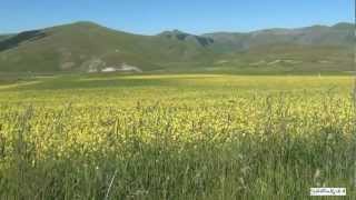 Castelluccio di Norcia e la fioritura delle Lenticchie nel Parco Monti Sibillini  Sibilliniwebit [upl. by Judy82]