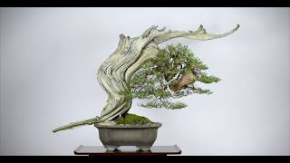 ASMR Bonsai  Rocky Mountain Juniper [upl. by Peterson]