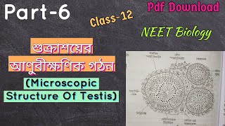 Class12Part6শুক্রাশয়ের আণুবীক্ষণিক গঠনMicroscopic Structure Of TestesNEET BIOLOGY [upl. by Hsirehc]