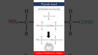 Peptide bond bond between amino acids  Biochemistry  by Imran Yaseen [upl. by Edda12]