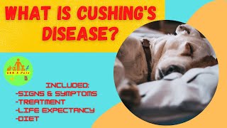 What is Cushings Disease in a Dog  How long do dogs live with Cushings disease  Cure Cushings [upl. by Kemme]