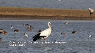 Oriental stork Ciconia boyciana endangered [upl. by Gerhardt]