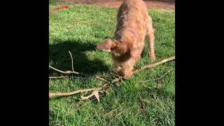 Stanley playing with sticks [upl. by Nojid25]