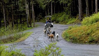 Sled Dog Discovery amp Mushers Camp  Shore Excursion  NCL [upl. by Eirtemed]