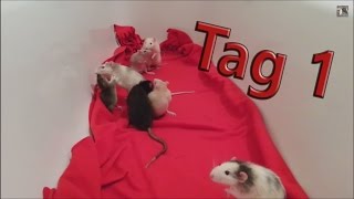 Ratten Vergesellschaftung Tag 1 ZeusPoseidon und Ares [upl. by Newcomer543]