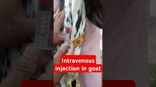 Intravenous injection in goat animals goats veterinary medicine goatfarming vet surgery [upl. by Diva]