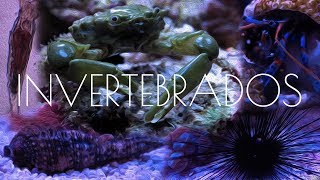 5 Invertebrados Para Controlar El Alga [upl. by Selie]