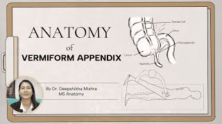 Anatomy of Vermiform Appendix  Dr Deep Shikha [upl. by Noisla20]