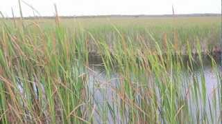 Skunk Ape Research Headquarters  Hunting Down The Everglades Creature [upl. by Ahens]