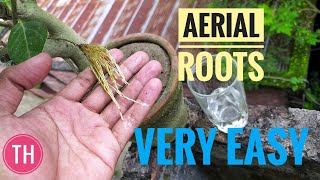 How to grow Aerial Roots on Banyan bonsai  Ficus Bonsai  Easiest Way ThrougHmyeyes [upl. by Anayra656]