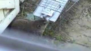 Groundhog caught in HaveaHeart trap [upl. by Tiffany]