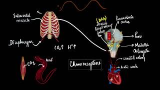 The regulation of respiration  Breathing and exchange of gases  Biology  Khan Academy [upl. by Sy339]