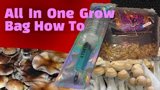 How To Inoculate All In One Mushroom Grow Bag [upl. by Armillia]