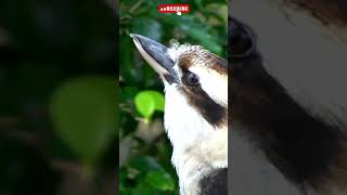 Kookaburra is he Laughing or Calling Watch amp listen this Australian bird making incredible sounds [upl. by Cumings789]