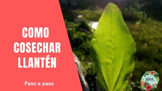 Cómo cosechar plantas medicinales Llanten [upl. by Akoyn]