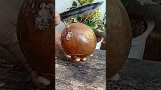 The easy to peel calabash fruit calabash miracle fruit coconutcuttingfruitcuttingskillscalabash [upl. by Iahs]