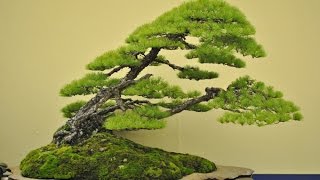 Outstanding Japanese Red Pine Bonsai [upl. by Noma]