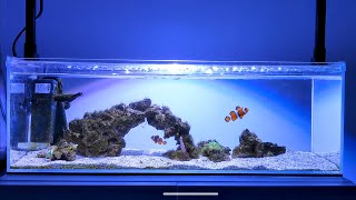 SIMPLE NANO REEF TANK UPDATE  Fighting Hair Algae  No Sump [upl. by Nod]