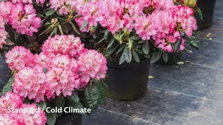 How to Grow Rhododendrons  Mitre 10 Easy As Garden [upl. by Yvonne]