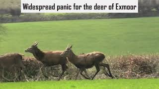 Devon and Somerset Staghounds cause widespead deer disturbance [upl. by Mccormac221]