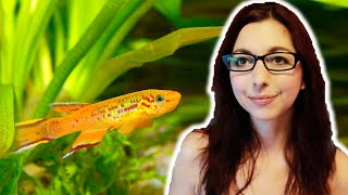 Killifish Beginner Care Guide  Get To Know The Killifish [upl. by Yrtua118]