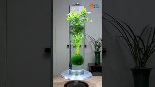 Indoor Plants  Hydroponics Plants Farming Family shorts hydroponicplants garden viral trend [upl. by Eimoan]