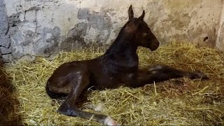 Sunflowers første fødsel first foaling [upl. by Yetti854]