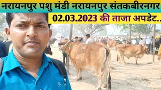 नरायनपुर पशु मंडी में आई गायों का जाने रेट  Narayanpur pashu mandi khalilabad  cow hfjersy [upl. by Akirehs]