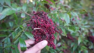 Native American Smooth Sumac Rhus glabra [upl. by Liana]