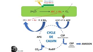 La photosynthèse dans le chloroplaste [upl. by Ottie]