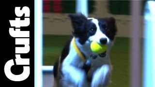 Flyball  Team Semi Finals  Highlights  Part 1  Crufts 2012 [upl. by Bear7]