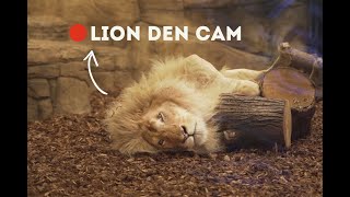 Lions LOVE their new bark  Lion Den Cam [upl. by Nageet638]