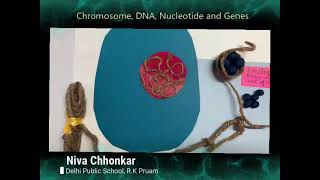 Chromosome Genes DNA amp nucleotide [upl. by Etnuahs902]