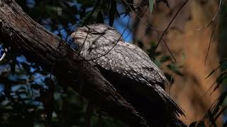 Tawny Frogmouth in the daytime [upl. by Nij]