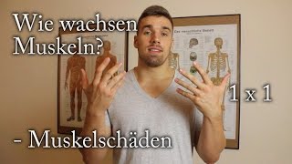 Wie wachsen Muskeln 1 x 1  Muskelschäden [upl. by Najib616]