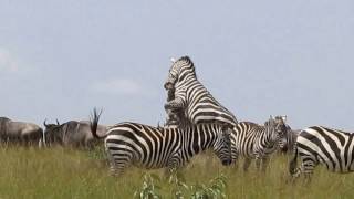 Zebras Fighting on the Mara [upl. by Onaicul]