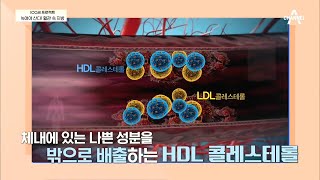 LDL 콜레스테롤 vs HDL 콜레스테롤 두 콜레스테롤의 차이는  100세 프로젝트 10 회 [upl. by Kahl713]