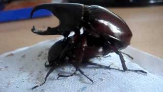 Xylotrupes gideon sumatrensis  Rhinoceros Beetle  Nashornkäfer [upl. by New531]