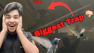 Hmara Ghar Jungle Kabutar Agiya Big Trap Main 🪤 Kabootar Trap Mein A Gaya  Amazing Bird Rescue [upl. by Yerg]